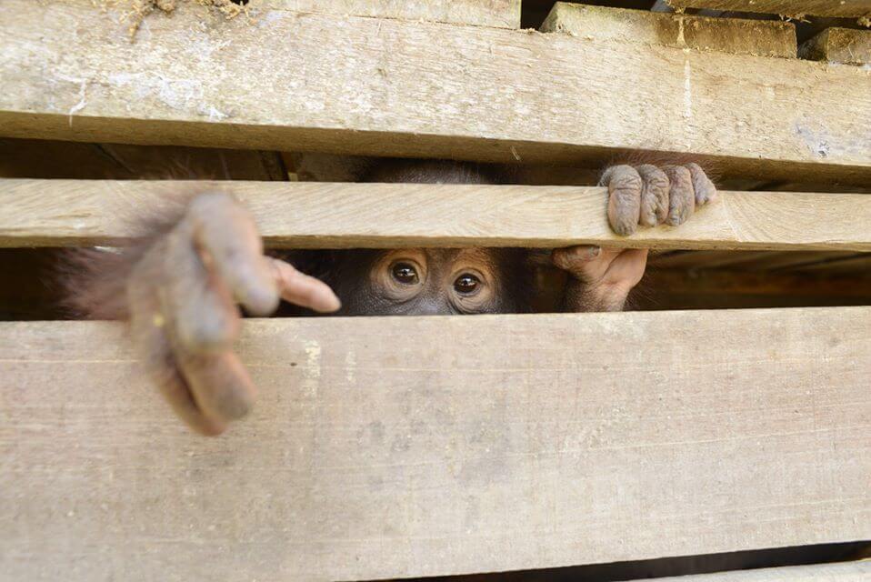Winner Image - The Orangutan Project (Wildlife Conservation International)